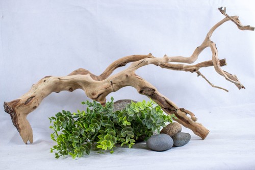 Manzanita driftwood branch - manzanita,