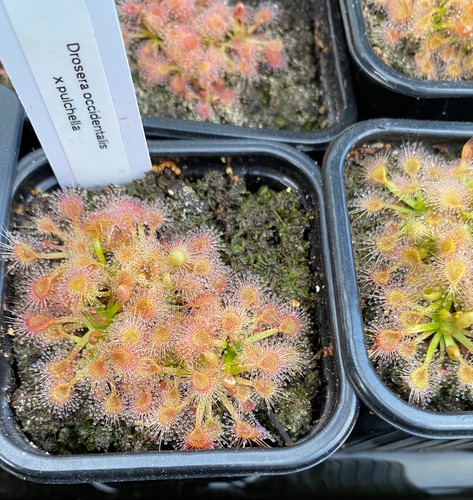 Drosera occidentalis - , x