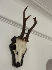 Antlers of a  Roe Deer 333 Real Taxidermy mounted interior design horns