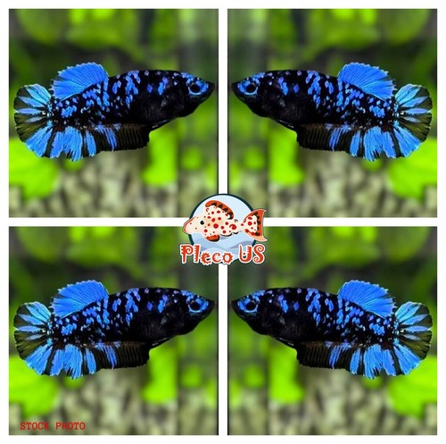 Live betta fish - betta, black