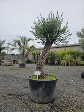 1 x 7ft Olive Tree Gnarled. Premium Quality, Personal Delivery! Nationwide No 5