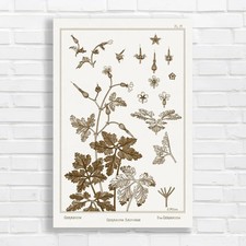 Vintage Botanical Illustration