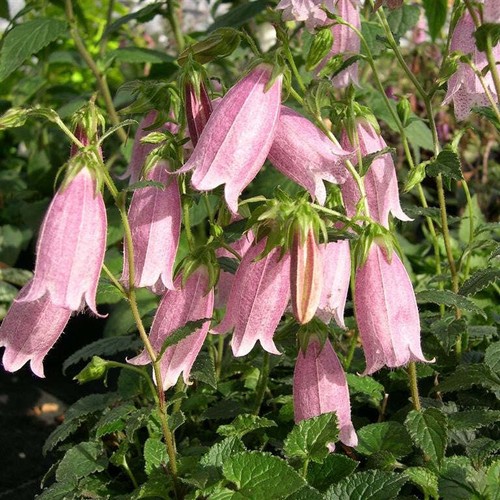 Campanula pink chimes plug - campanula,
