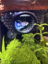 Betta Fish Floating Bed /