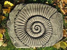 Ammonite (f) Stepping Stone