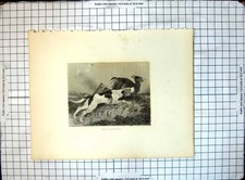 Original Old Antique Print