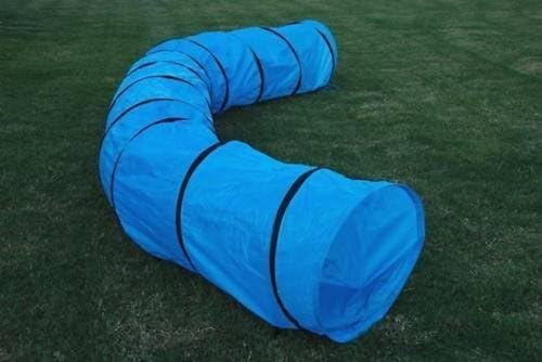 Dog agility training - agility,