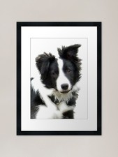 Border Collie Puppy - Ty