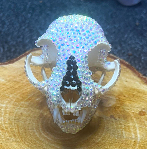 Cat skull rhinestone crystal - cat,