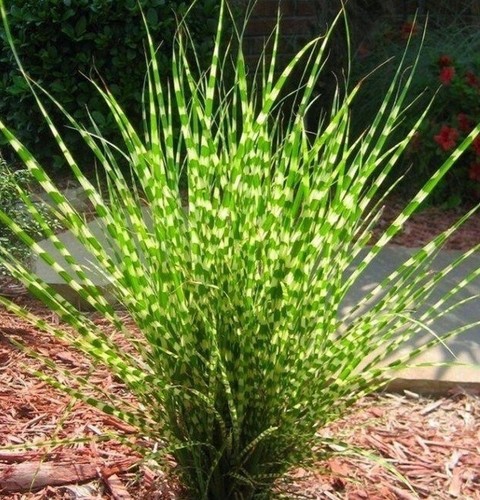 Miscanthus sinensis little - 3x, 'little