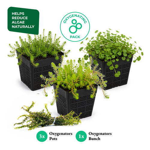 Oxygenating pond plant pack - pond,
