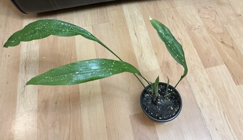 Aspidistra milky way plant - way, 3
