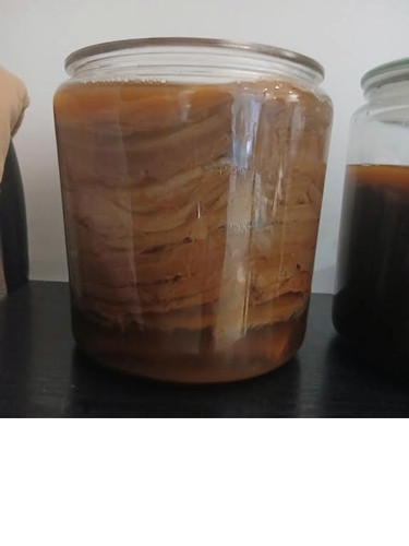 Organic kombucha scoby - organic,