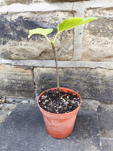 Fig tree ficus carica brown - carica,