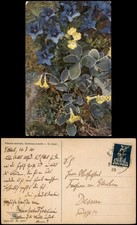 Postcard alpine flora botany