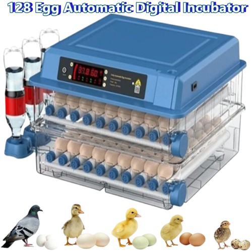 128 digital automatic egg - digital,