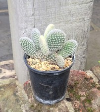 Opuntia microdasys Albispina