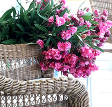 OLEANDER NERIUM , SCARLET / CRIMSON,DOUBLE FLOWERS ONE  ROOTED CUTTING  29.11.25