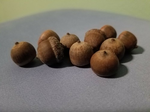 Southern red oak acorns - southern,
