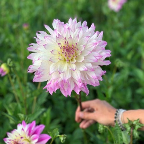 Tree dahlia ferncliff illusion - dahlia,