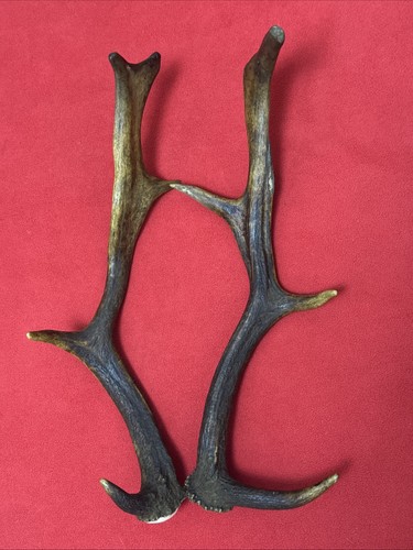 Pair fallow deer antler - pair,
