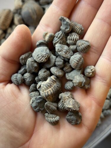 Trilobite enrolled mini - trilobite,