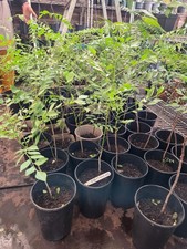 CURRY LEAF ,LIMMDI PATTA,MURRAYA KOIENGII, 45-60CM TALL PLANT LESS FOLIAGE