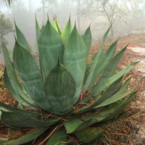 Agave maximiliana seeds - -,