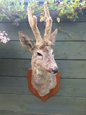 Taxidermy Roe Deer Head With