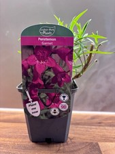 Penstemon Garnet P9 cottage