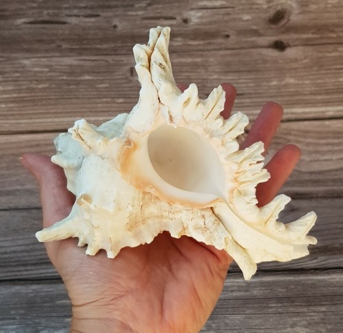 Large sea shell - shell, conch