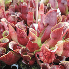 Purple Pitcher Plant | 20+