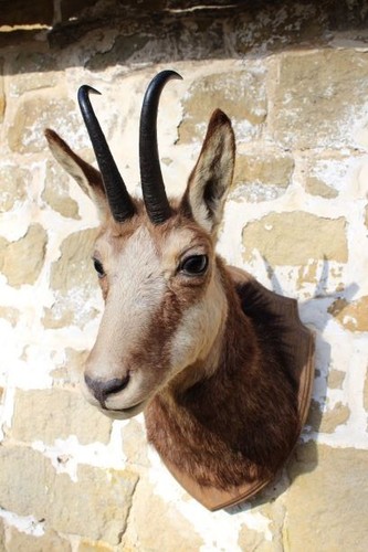 Taxidermy vintage alpine - ,