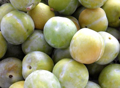 Plums cambridge gage fruit - cambridge,