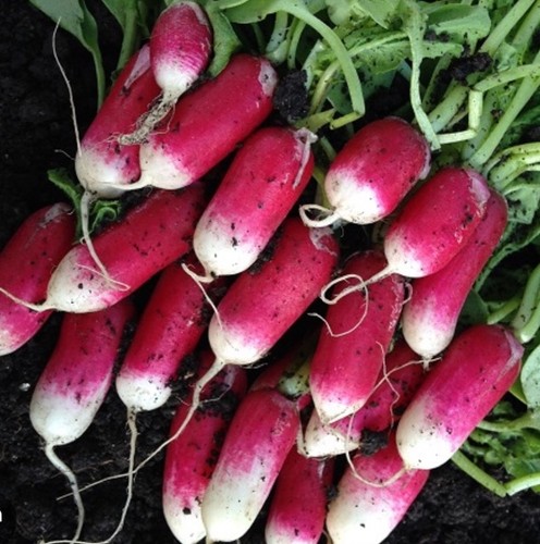French breakfast radish - french,