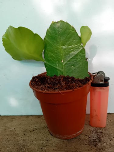 Epiphyllum psuedorhipsallis - epiphyllum,
