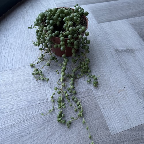 Senecio string pearls - , 10cm