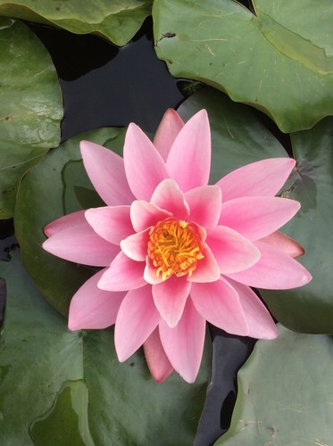 Pot luck water lily - pot,