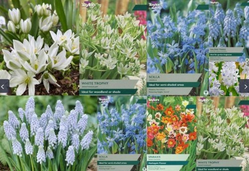 Spring flowering bulbs many - spring,