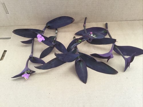 Purple jade cuttings - jade, 6