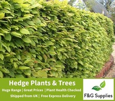 Hornbeam native semi-evergreen hedge plants bare root hedging good for damp soil