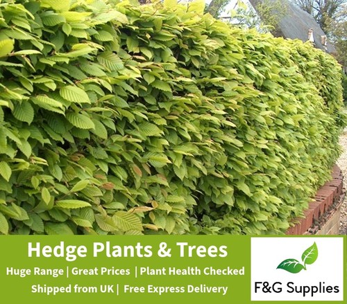 Hornbeam native semi-evergreen
