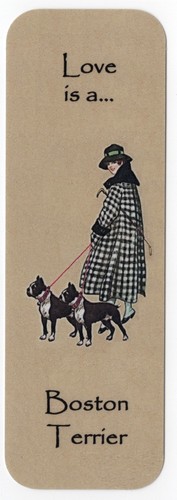 Boston terrier dog beautiful - boston,