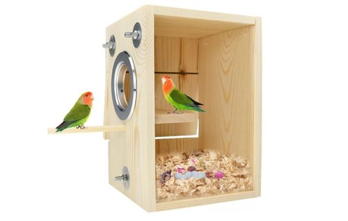 Bird nest breeding box - bird, mating