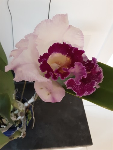 Cattleya ann joy - ann,