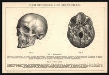 Print 1896 - Skull of Man - Frontal Cranium Frontal Cavity ENT Eye Socket