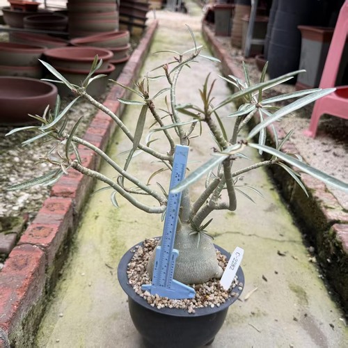 Adenium tanzania wysiwyg - adenium,