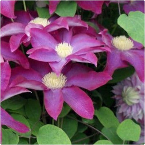 Clematis hybrid pink - clematis, 'pink