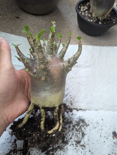 Adenium arabicum red - adenium,
