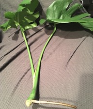 12 inch Monstera Deliciosa